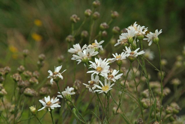 Aster ptarmicoides  bestellen